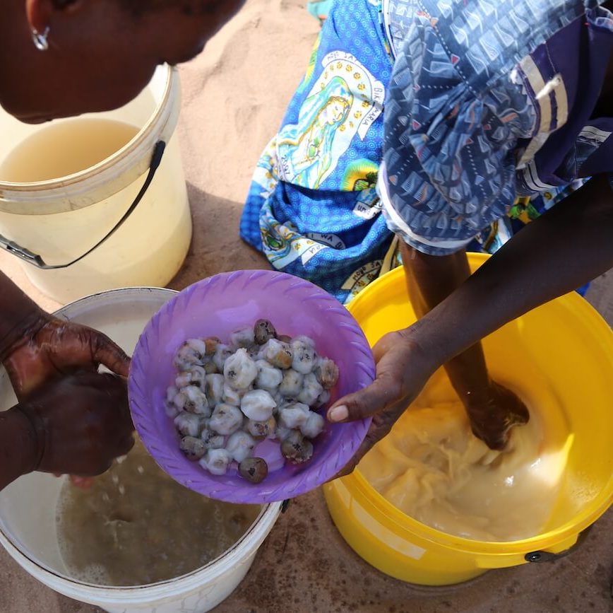 Paving the way for good practice in a young marula oil industry